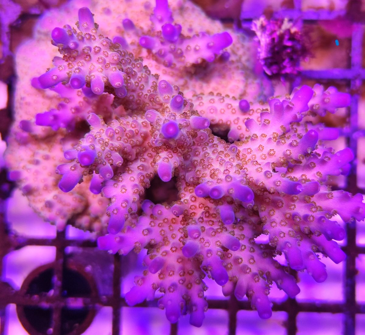 Acropora efflorescens