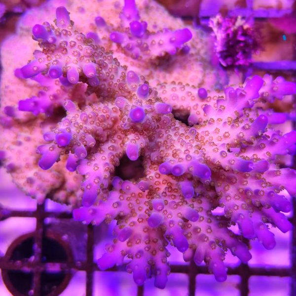 Acropora efflorescens