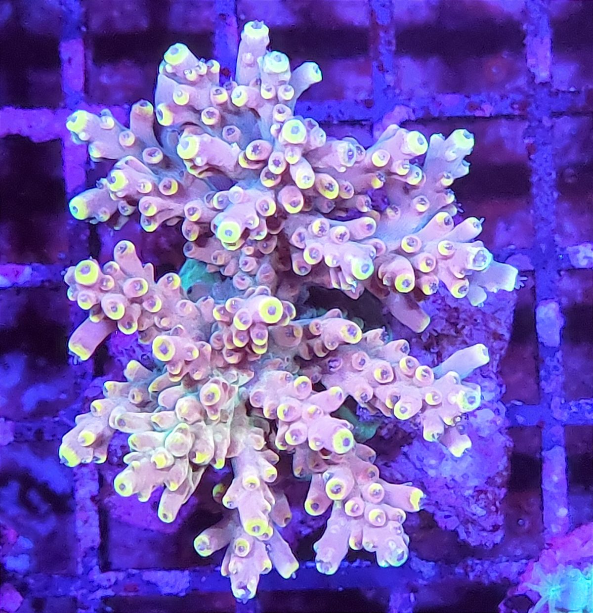 Acropora latistella Produktbild