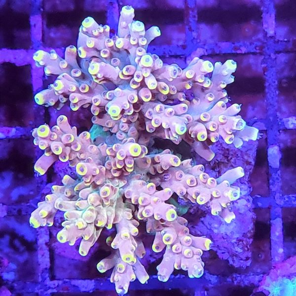 Acropora latistella Produktbild