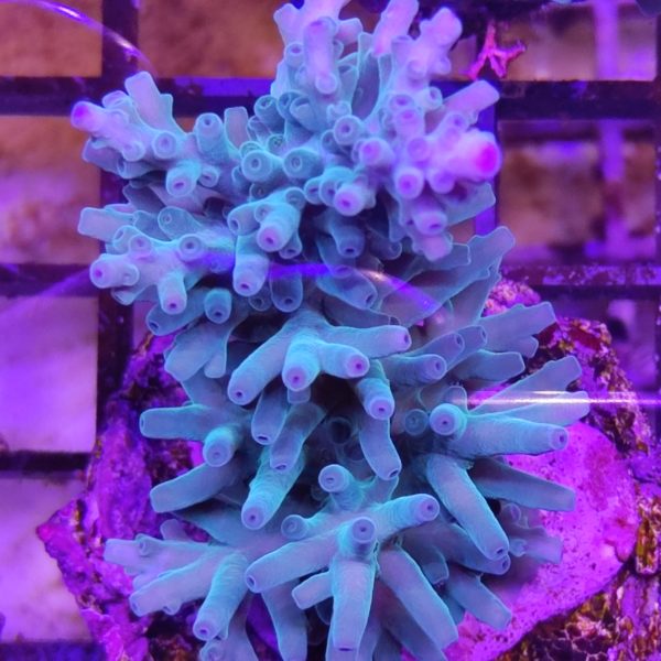 koralenzucht