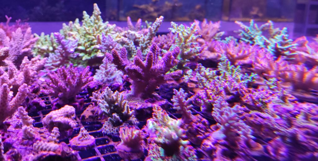 korallenzucht