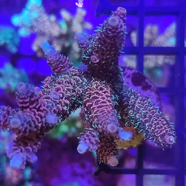 Acropora millepora rainbow