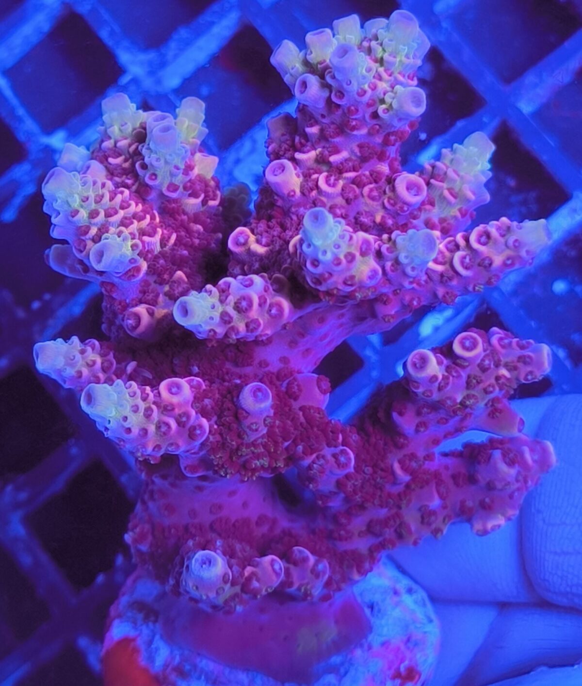 Acropora millepora ultra pink Produktbild