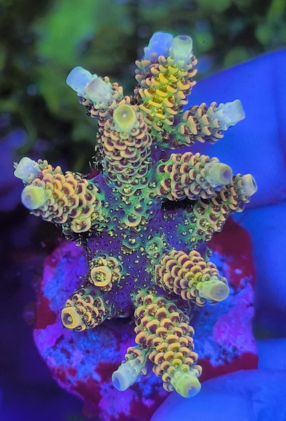 Acropora millepora gelb Produktbild