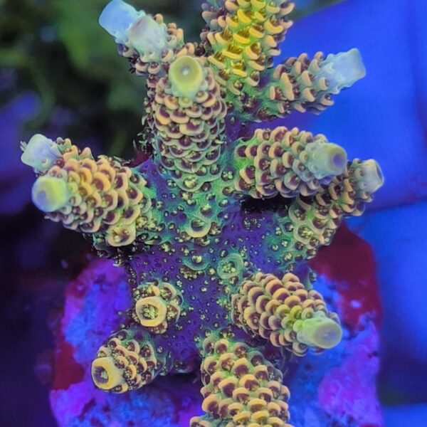 Acropora millepora gelb Produktbild