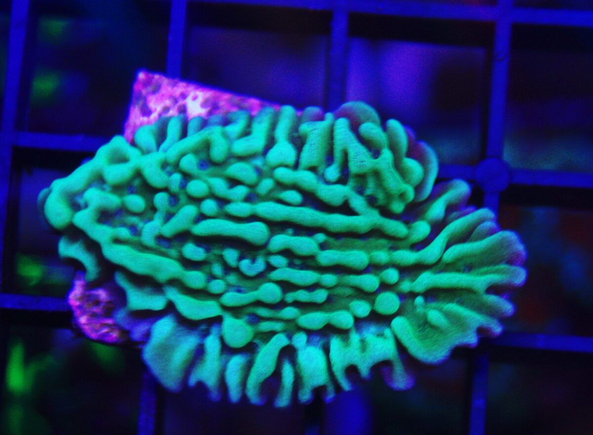 Montipora danea Produktbild