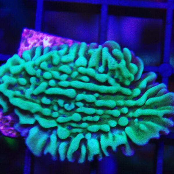 Montipora danea Produktbild