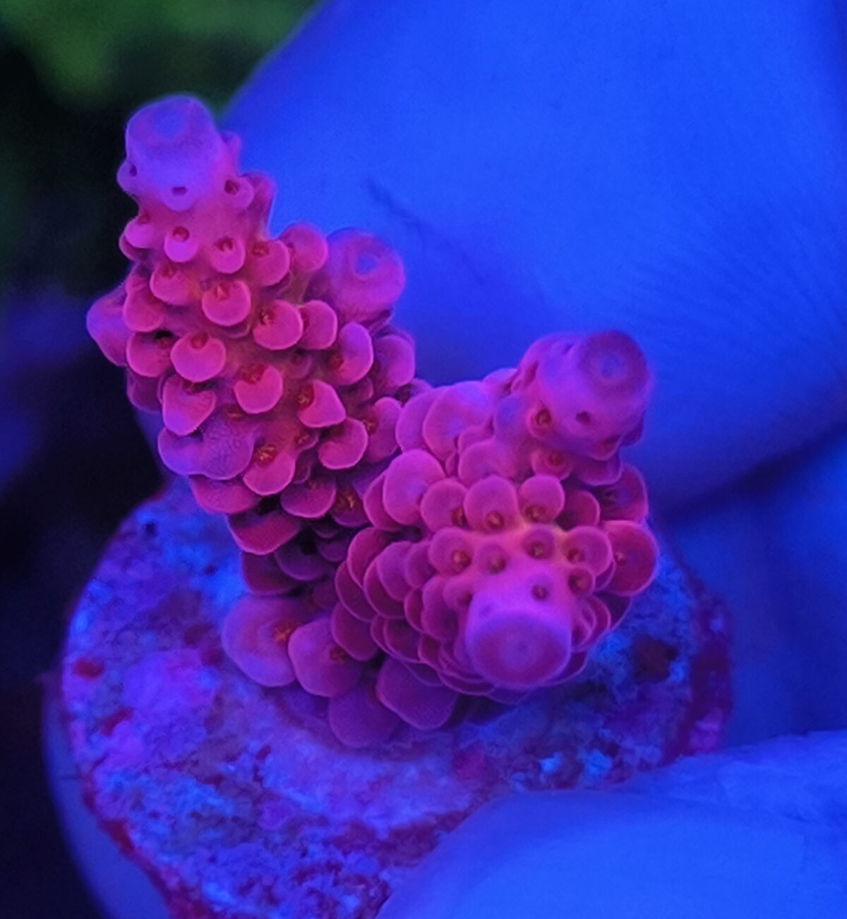 Acropora tenuis cherry bomb Produktbild