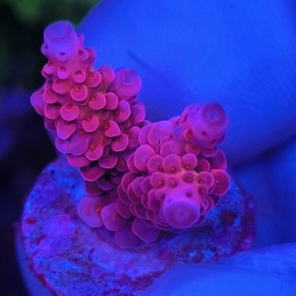 Acropora tenuis cherry bomb Produktbild