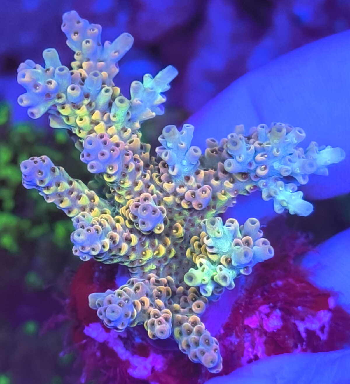 Acropora Produktbild