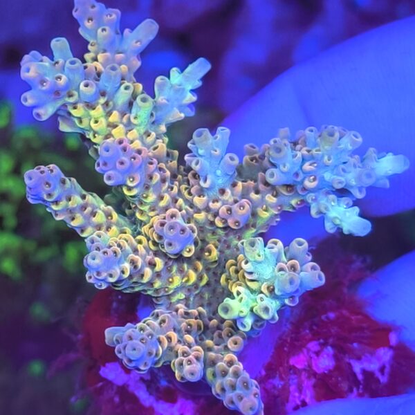 Acropora Produktbild