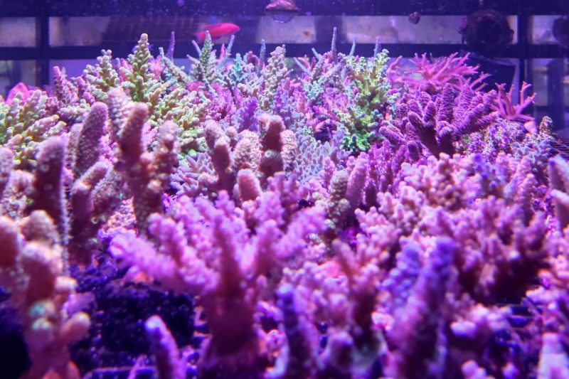 Korallen Aquaristik